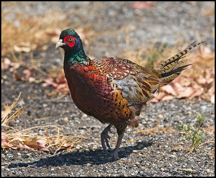 _0SB4225 ring-necked pheasant.jpg